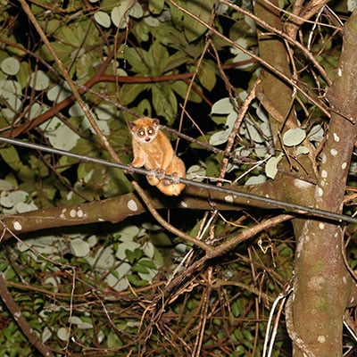 20230626_Vietnam_Pygmy_Slow_Loris_on_Wire_©_GGC_GDE copy